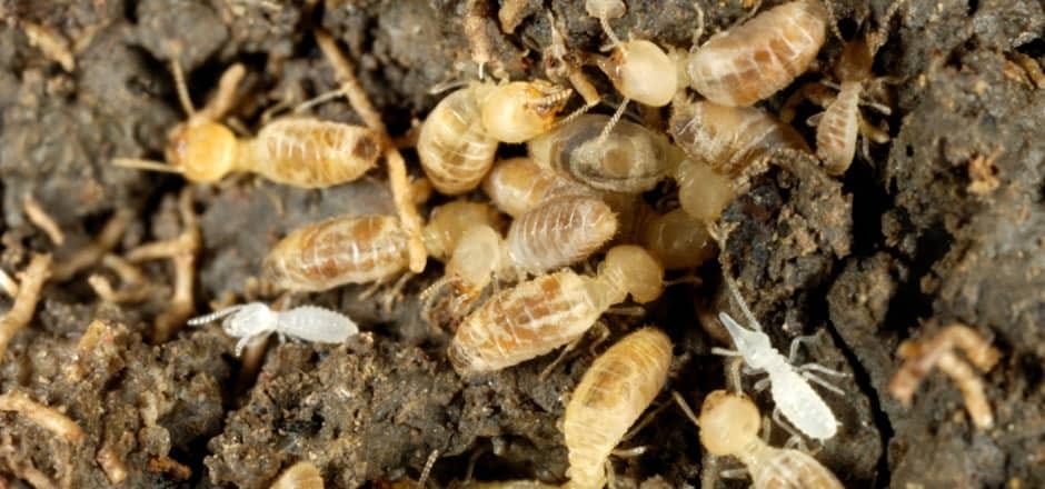 subterranean-termites-in-florida.jpg